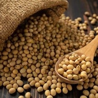 Soybeans 